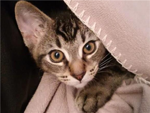 /Images/uploads/Cat Welfare Association/2020cwacontest/entries/9785thumb.jpg